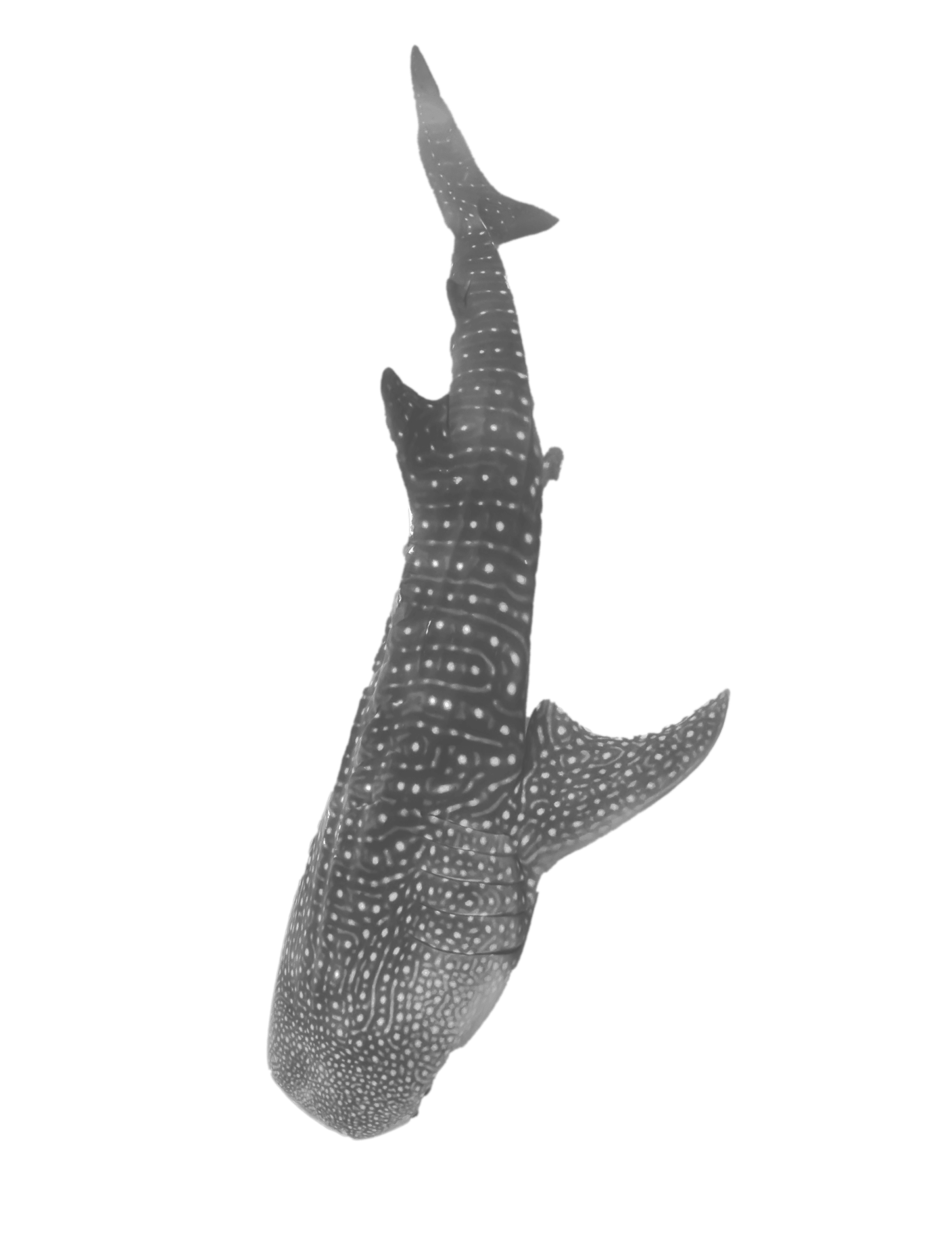 Whale