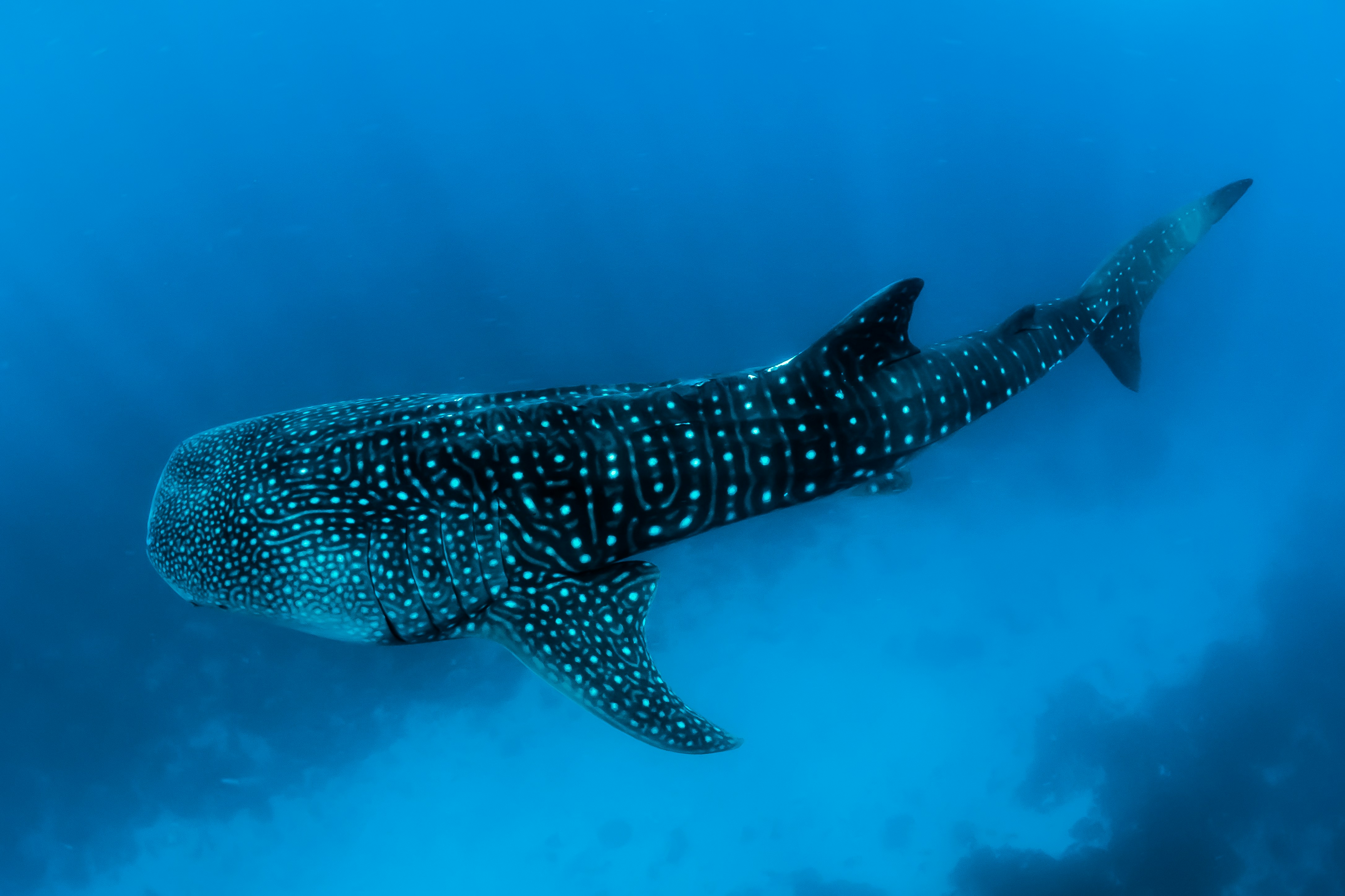 Picture of a Rhincodon typus, AKA a Whale Shark.